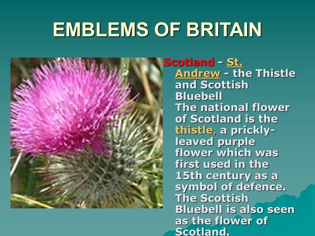 EMBLEMS OF BRITAIN Scotland - St. Andrew - the Thistle and Scottish Bluebell The